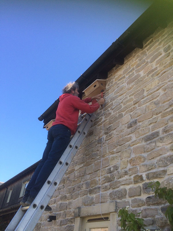 Swift box installation underway.