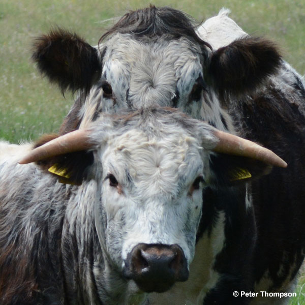 FOOD AND FARMING FOR OUR FUTURE