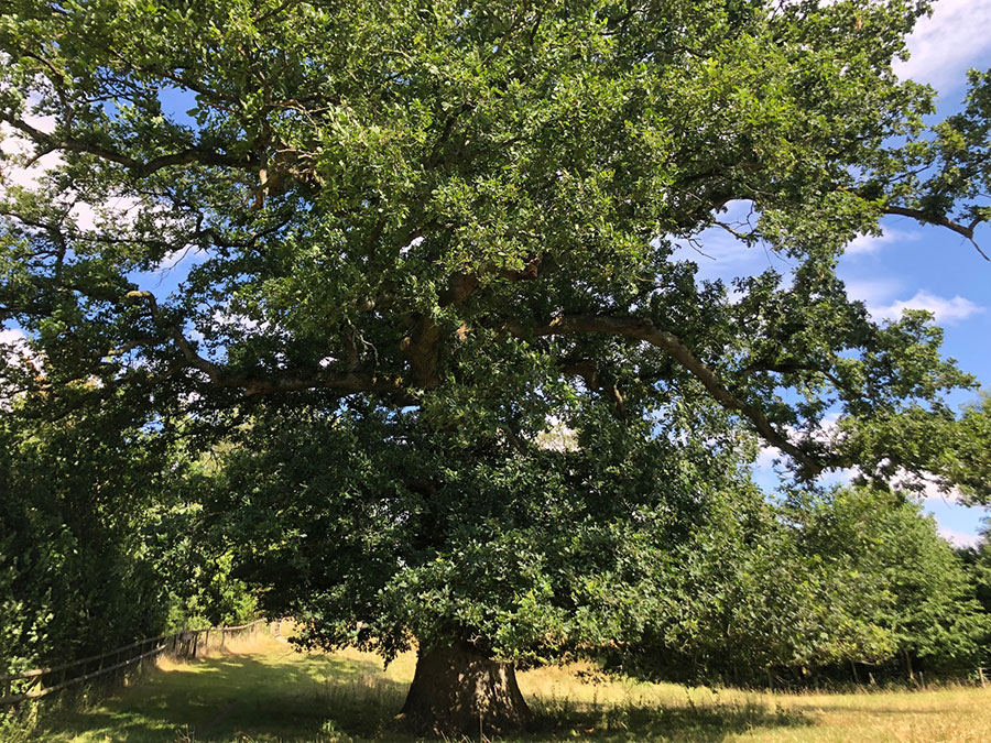 Ancient oak