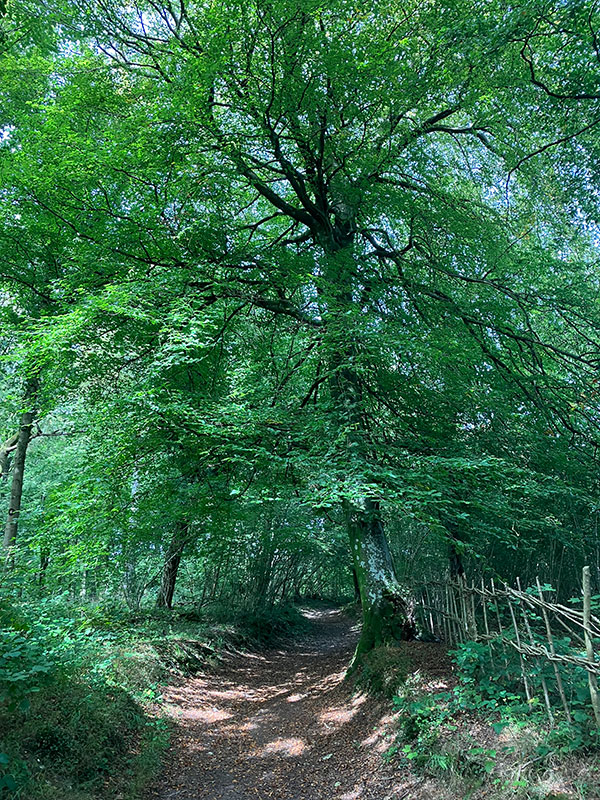 Towards the North Downs Way