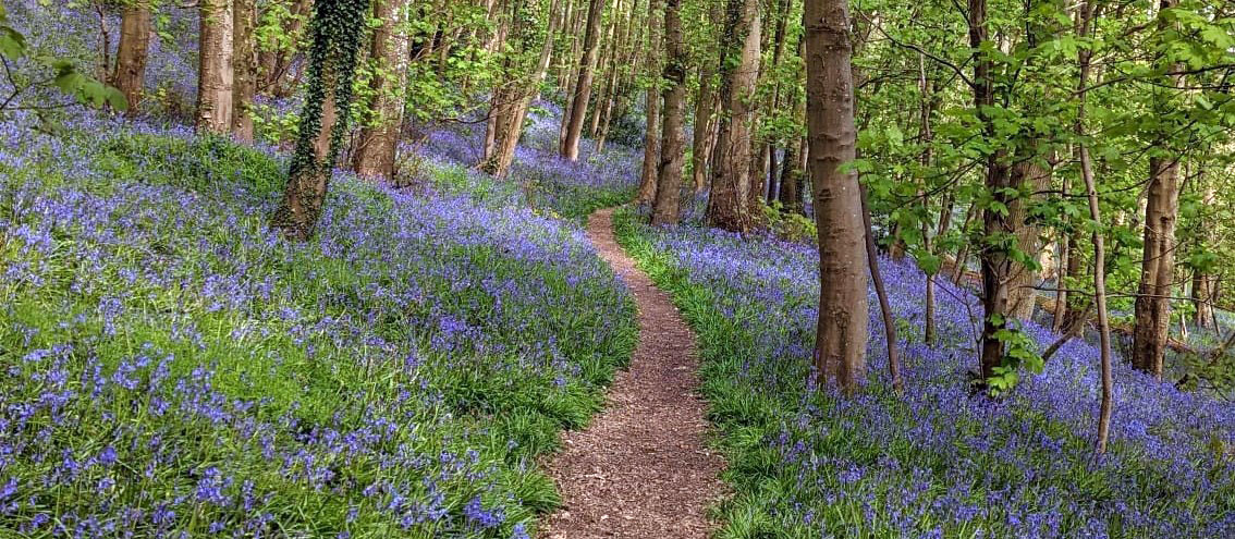 Pilgrimage through bluebell woods